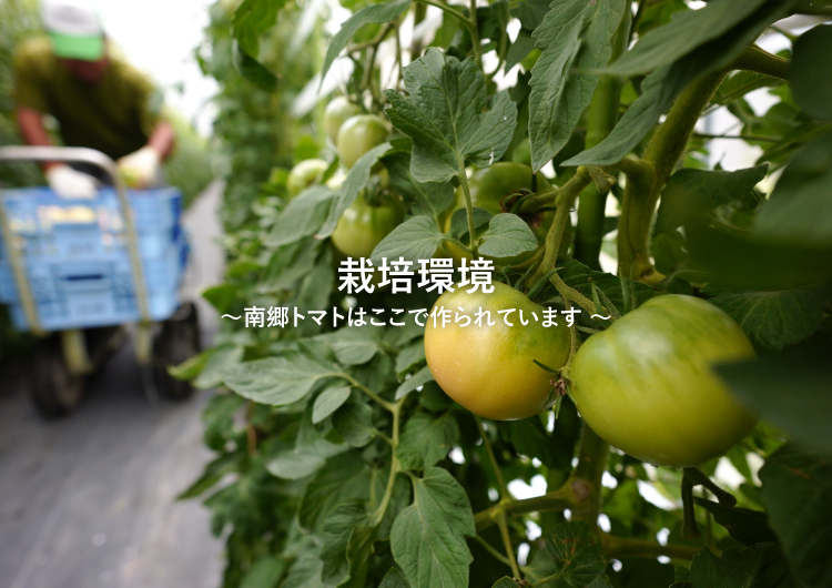 栽培環境 南郷トマトはここで作られています